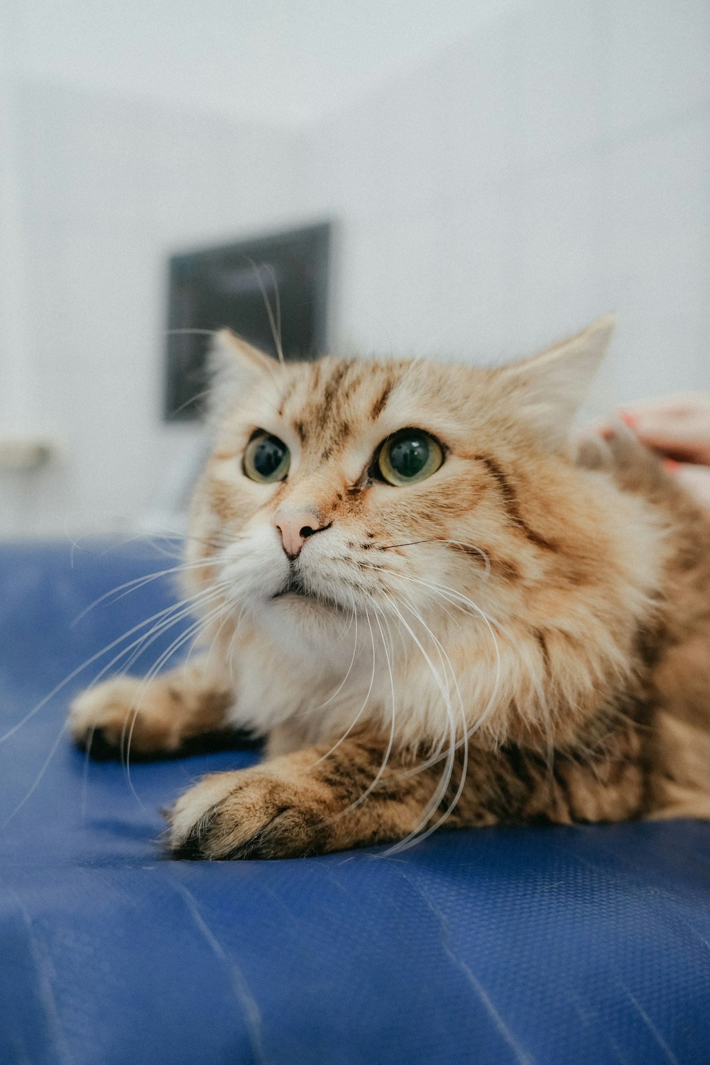 A fluffy cat resting calmly on an exam table