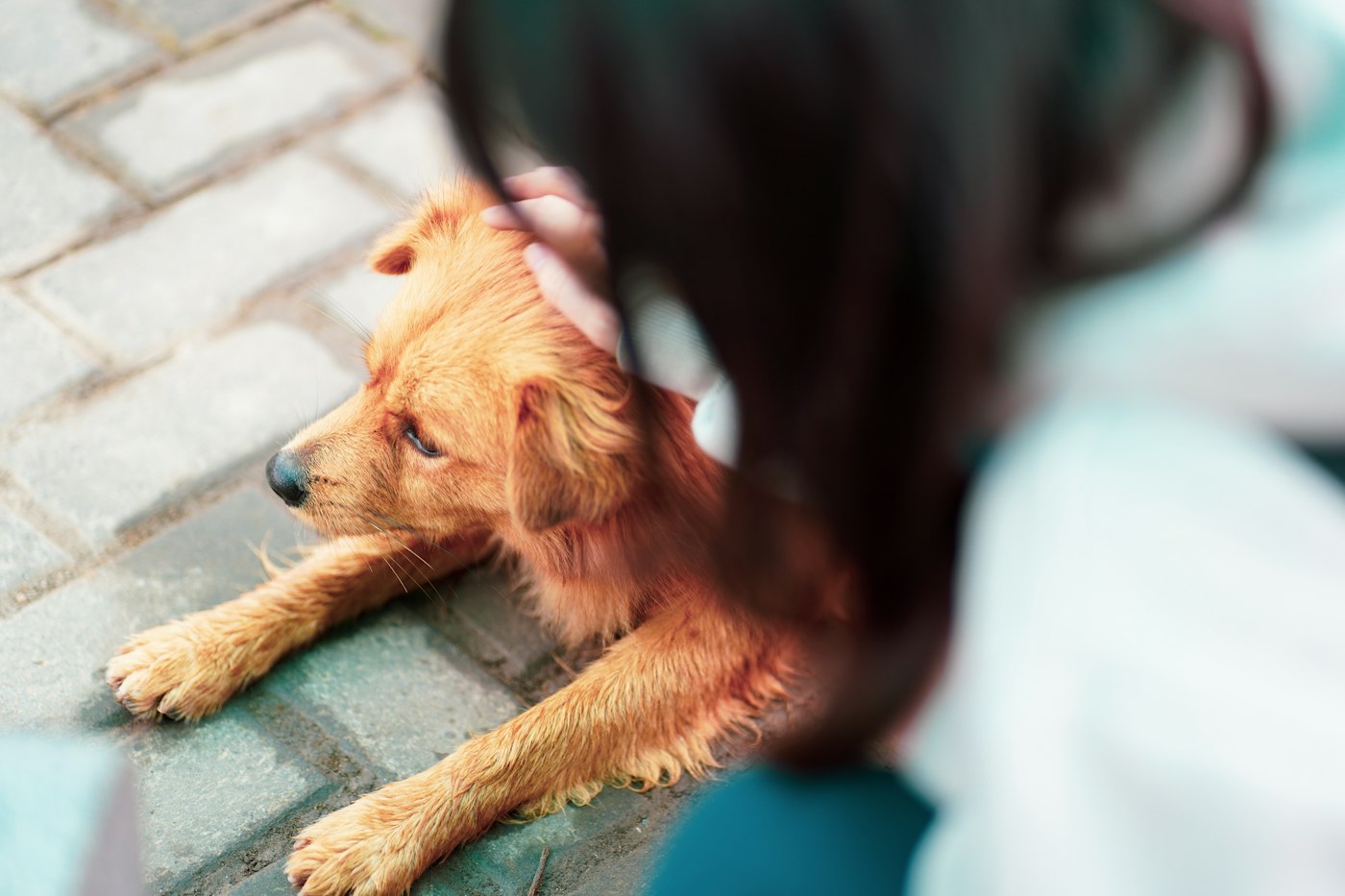 A golden dog resting while its owner comforts it