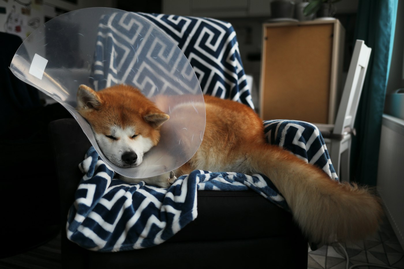 A dog wearing a recovery cone resting on a chair