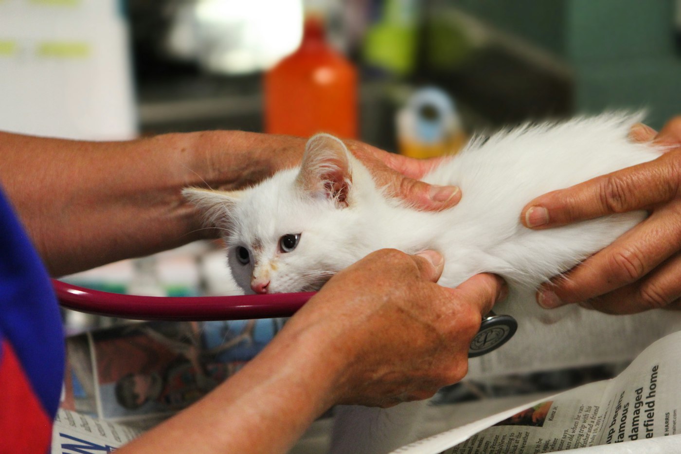 A white kitten having its breathing checked with a stethoscope