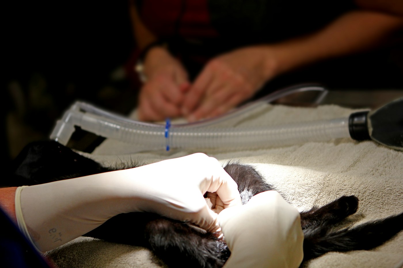 A pet receiving breathing support from a veterinary team