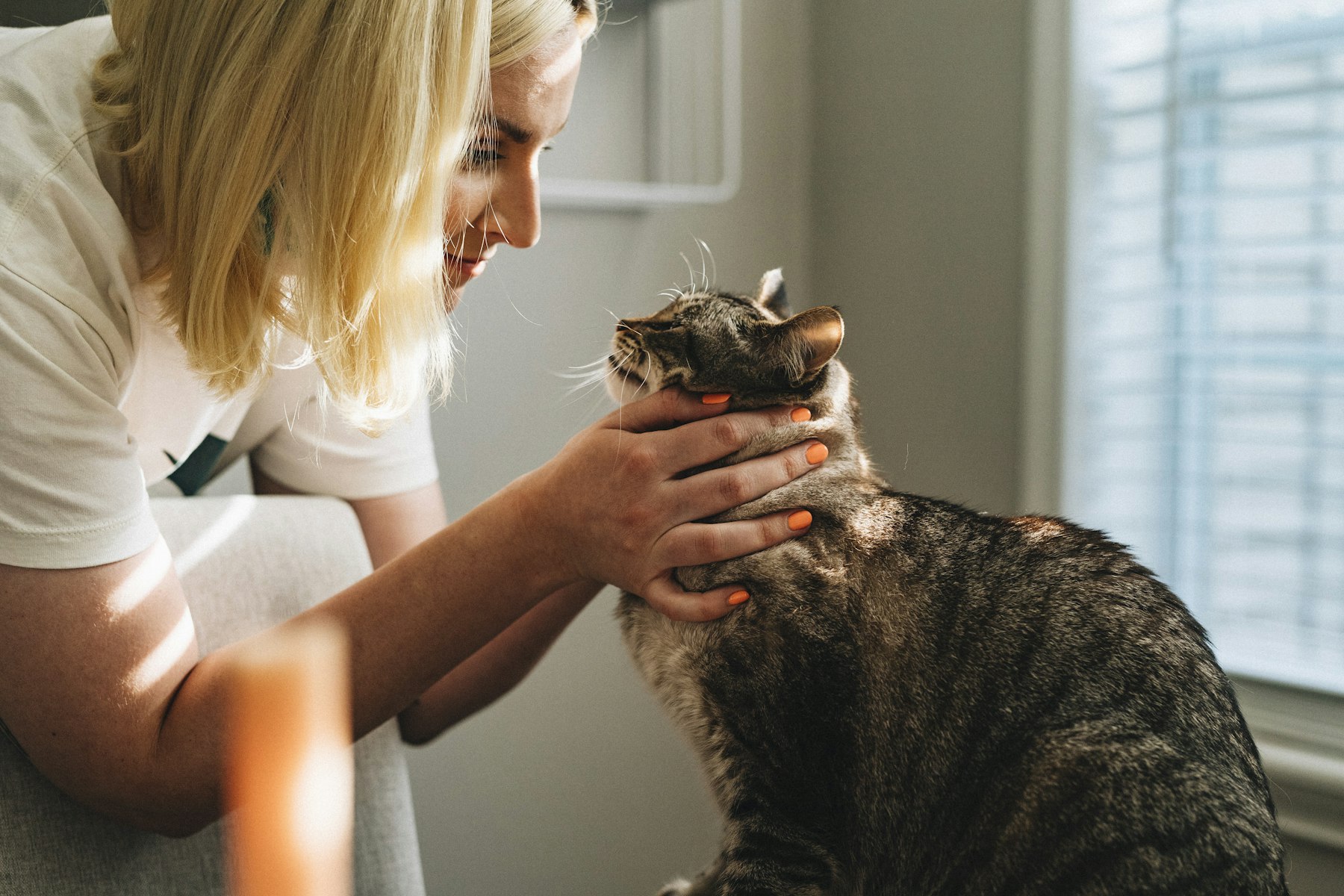 A veterinarian gently comforting a tabby cat in an exam room