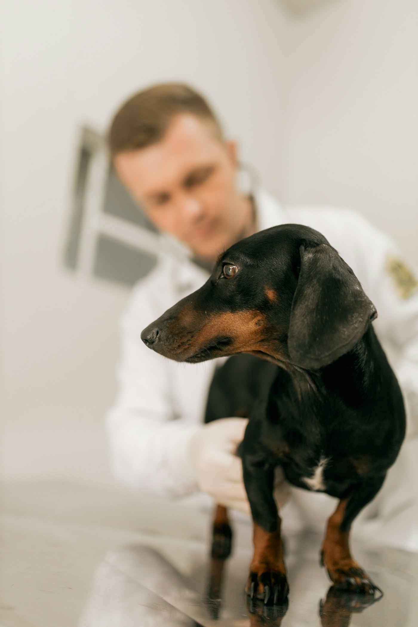 A veterinarian examining a black and tan dachshund