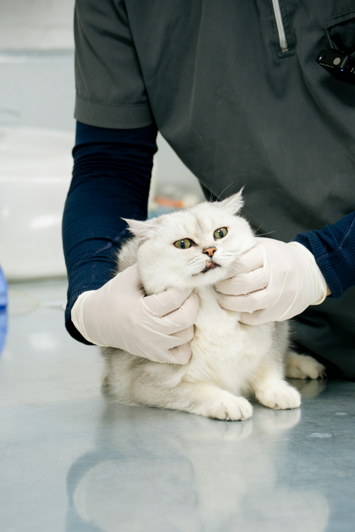 A veterinarian gently examining a white cat