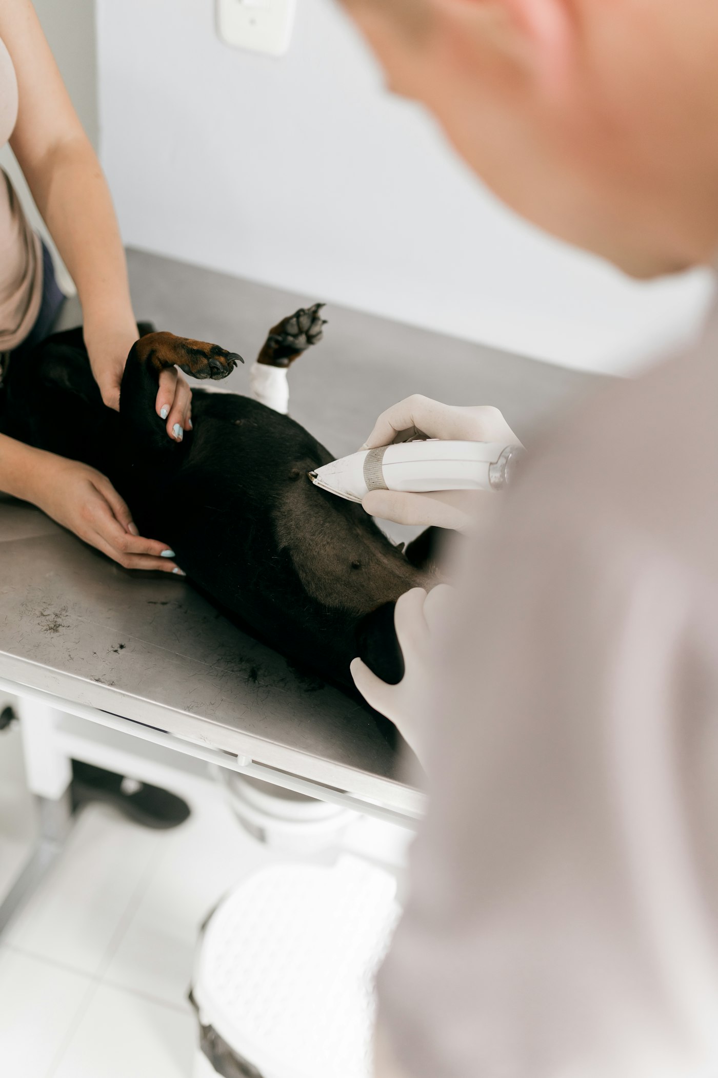 A veterinarian examining a dog on an examination table