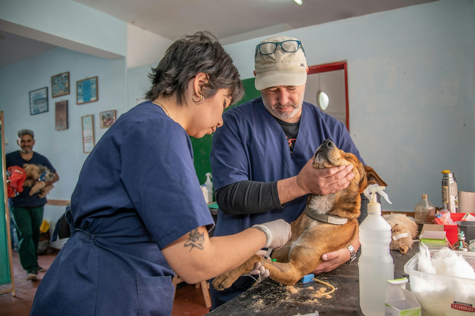A veterinary team caring for a dog in a clinic